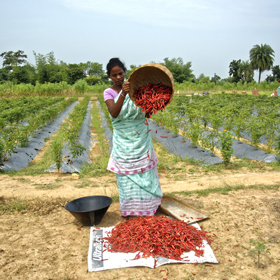 Lifting Rural Farmers Out Of Poverty Lakhpati Kisan Bridgespan