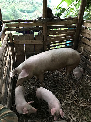 pigs in pen