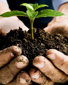 Hands holding a seedling in dirt