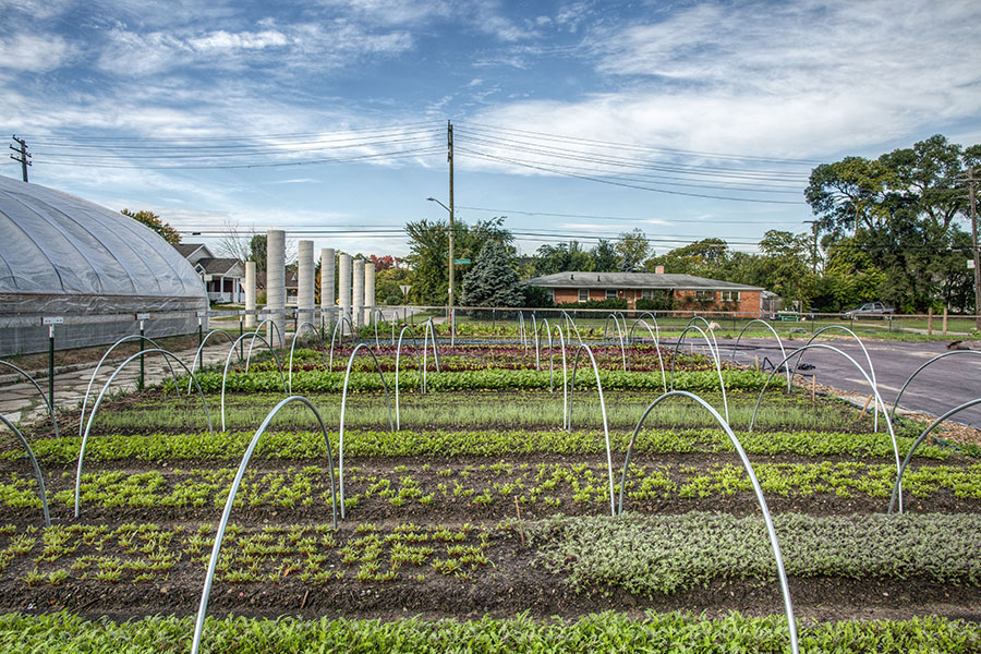 Plants growing in The Penrose Market Garden