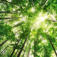 Tall trees in a forest